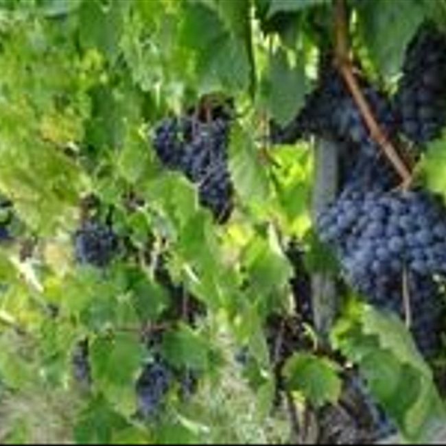 Путь вина: как собирают урожай? (59)