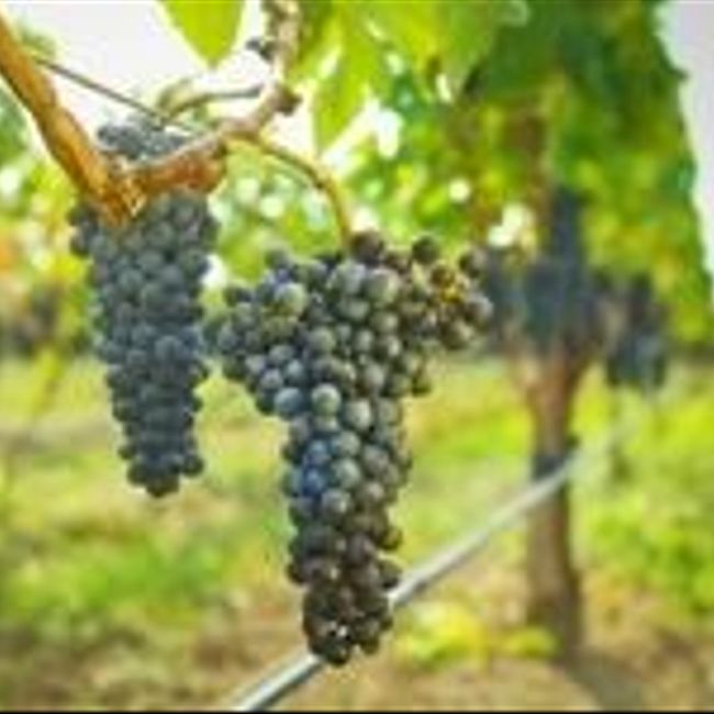 Как делают вино в Грузии? (55)