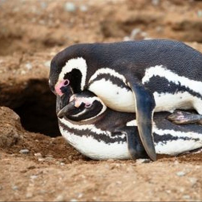 Пингвины тоже занимаются проституцией (43)