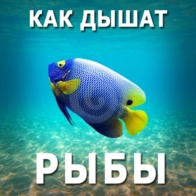 Как дышат рыбы. (83)
