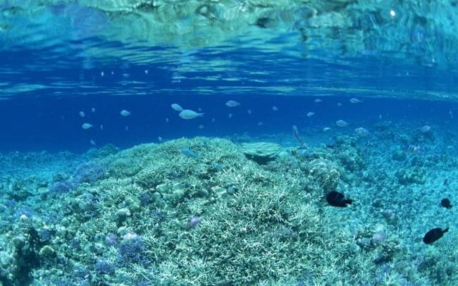 Коралловое море (5)  (слайдкаст)