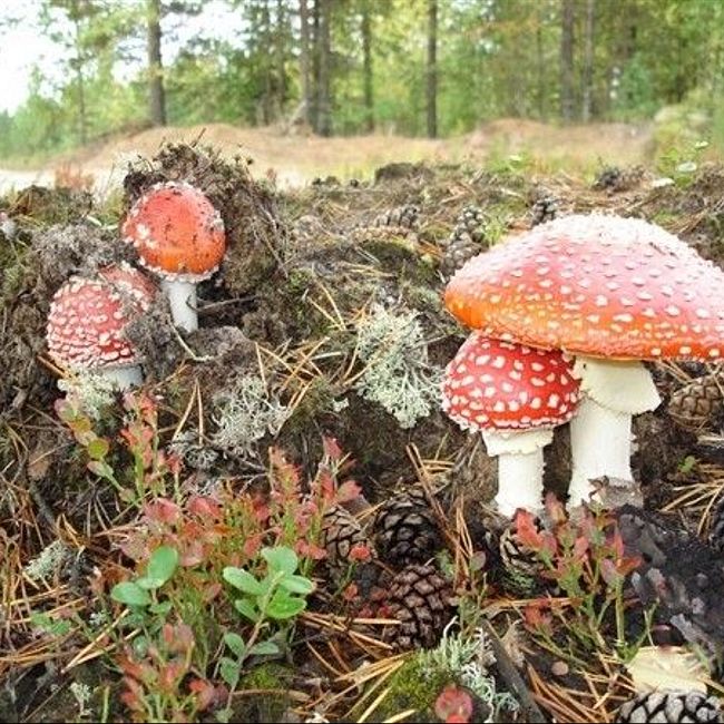 Мухоморы и поганки - грибы деликатесные
