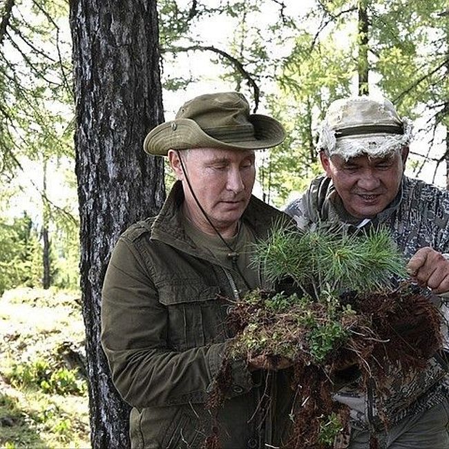 Путин и Шойгу спасли во время отдыха сибирскую сосну