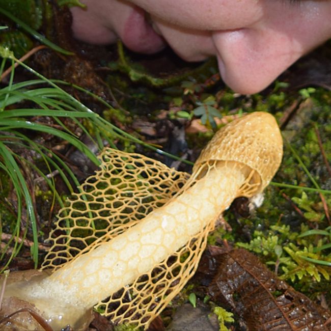 Осторожно, в лесу растет гриб, вызывающий оргазм!
