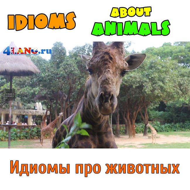 Устойчивые выражения (идиомы) про животных на английском. Гуанчжоу Сафари Парк