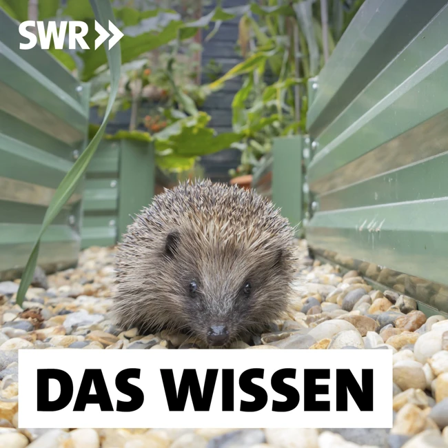 Biodiversität in Städten – Ungeahnte Vielfalt in Parks und Mauerritzen