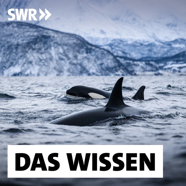 Die Sprache der Wale – Lässt sie sich übersetzen?