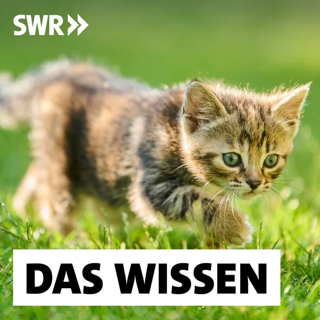 „Oh wie süß” – Was Niedlichkeit mit uns macht