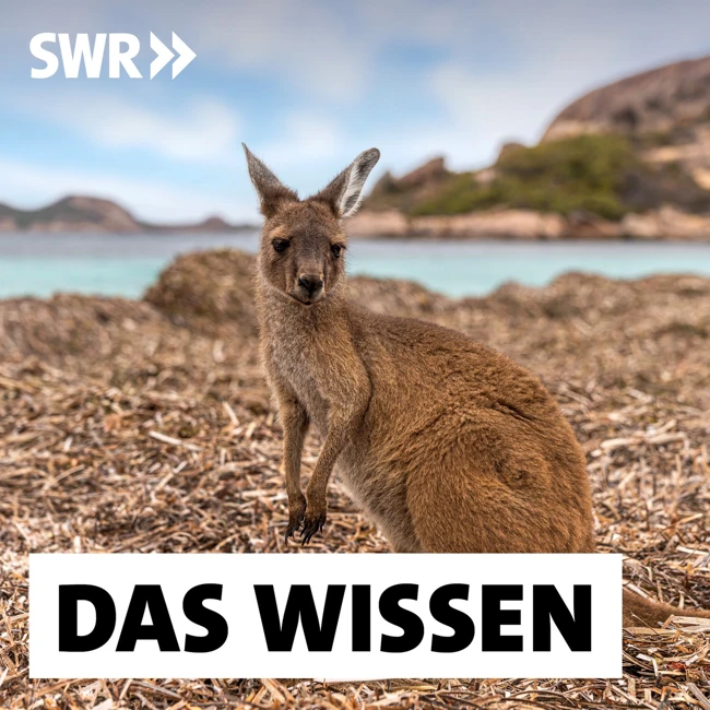 Buschfeuer in Australien – Wie sich Natur schnell erholen kann