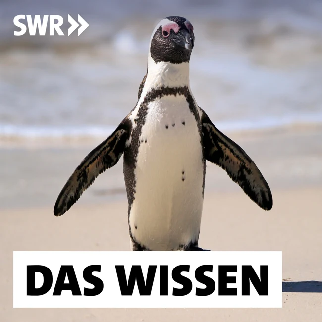 Südafrikas Pinguine verhungern – Wie Klimawandel und Überfischung die Tiere bedrohen