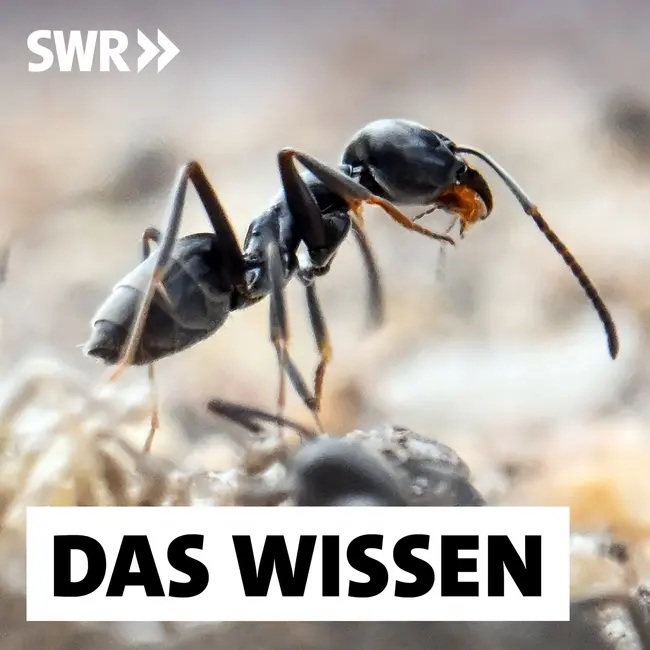 Aggressive Ameisen, giftiger Bärenklau – Sind eingeschleppte Arten immer ein Problem?