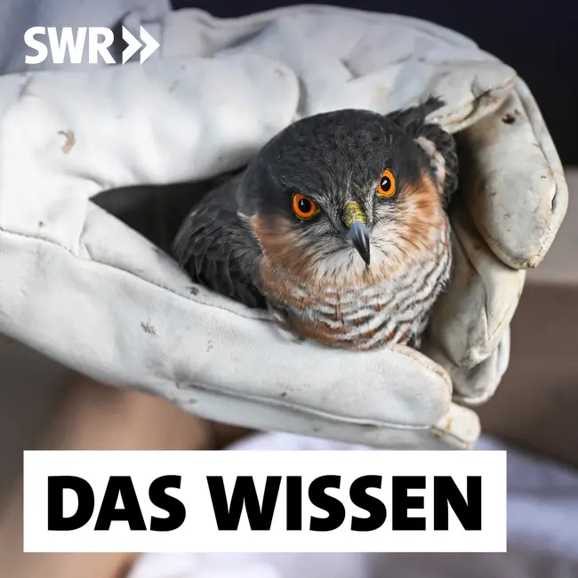 Wildtiere retten – Moralische Pflicht oder unnötiger Eingriff in die Natur?