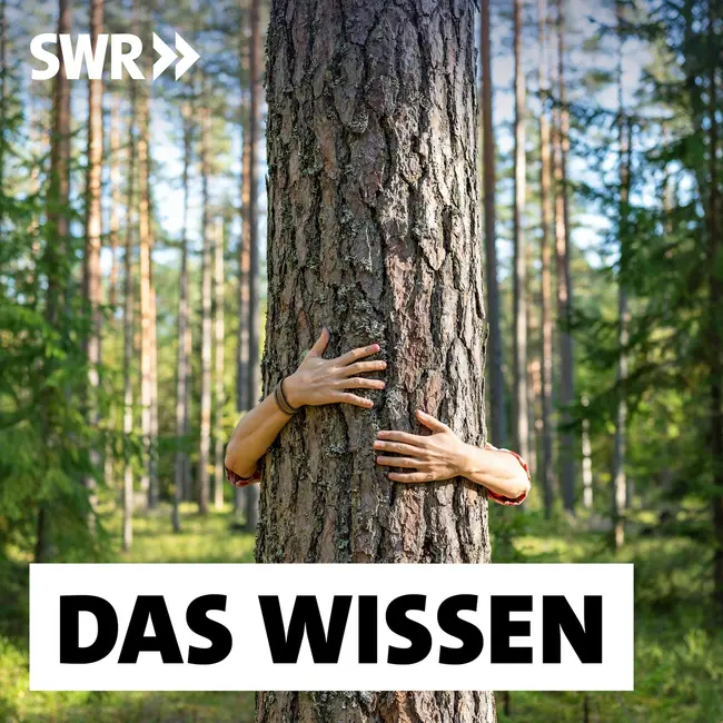 Mehr als Holz – Welchen Wert der Wald hat