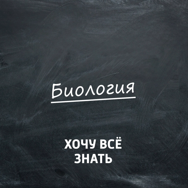 Кто такие слётки и почему их не надо спасать?