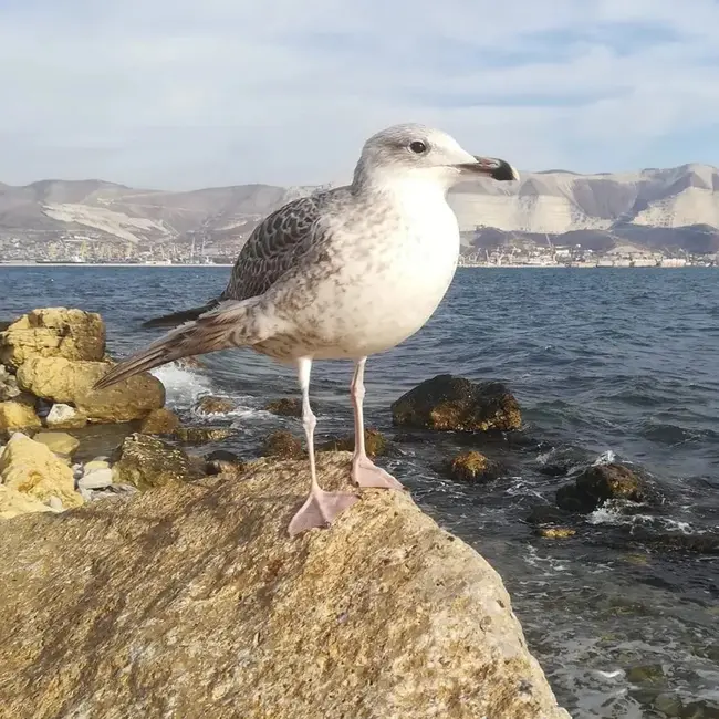 Крупнейший порт страны и отдых от глянца: что посмотреть в Новороссийске