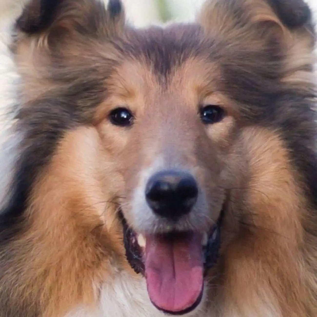 Кинология - это не про кино