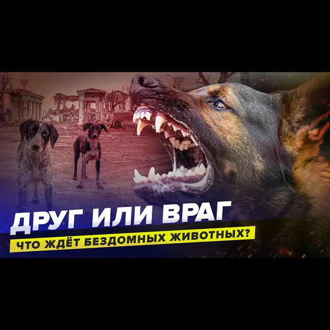 Что будет с бездомными животными в России | Элмурод Расулмухамедов | Сортировочная
