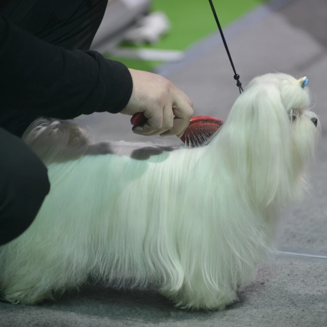 Мал да удал, и императоров видал. Все о древней китайской породе ши-тцу