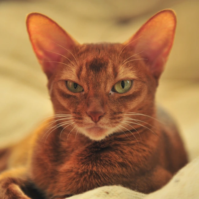 Стройные, элегантные, общительные: превосходные абиссинцы