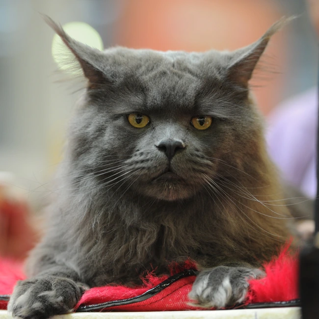 Царь-кошка. Все что нужно знать о мейн-кунах