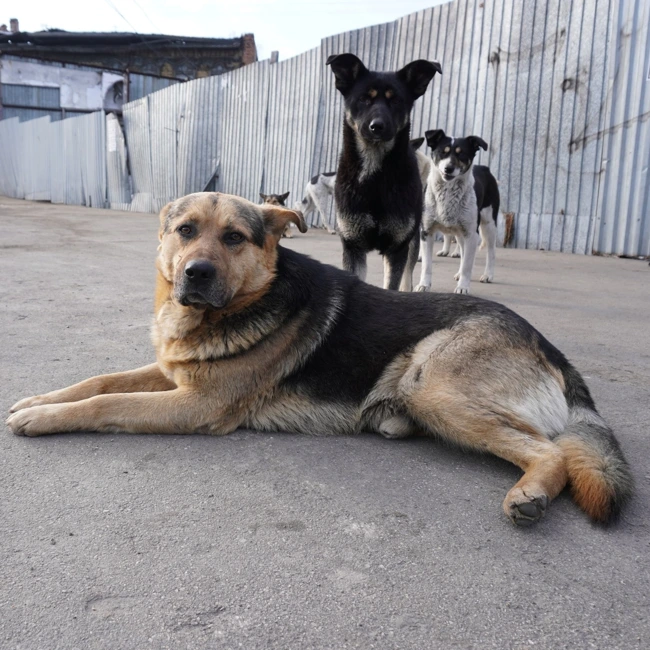 Бездомные собаки. Почему популяция собак на улицах не снижается