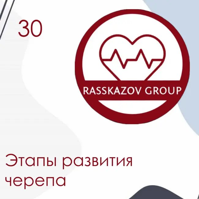 Этапы развития черепа. / Rasskazov Group