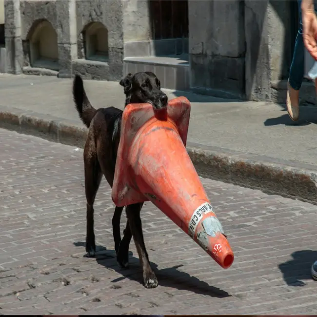 За пределами воровства: нейробиология импульсивной кражи