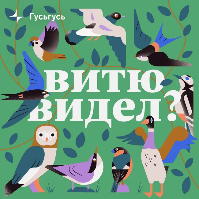 Баклан. Птица, которую все ненавидят