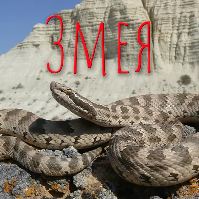 Змея