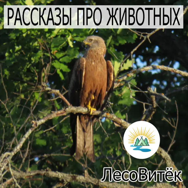 Вожак хохлатых свиристелей