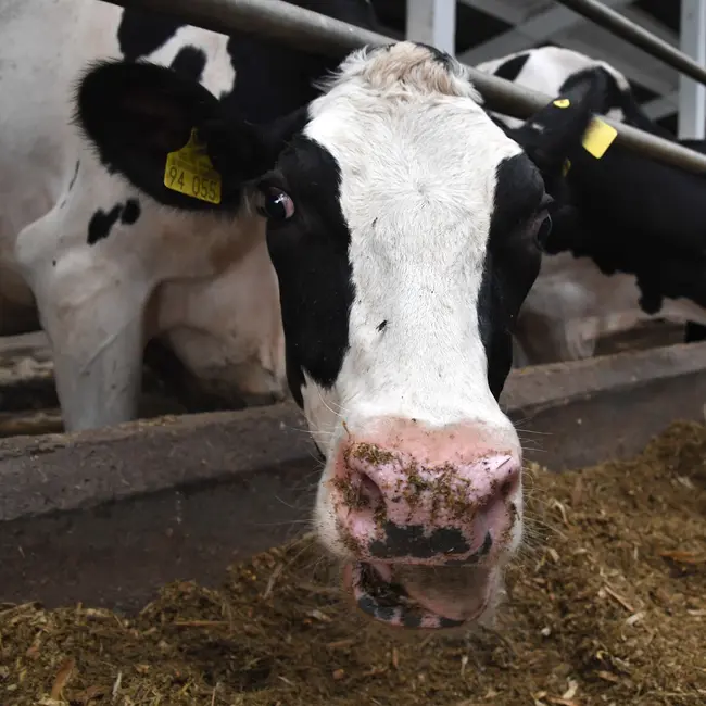 В Новосибирской области ЧС: скот уничтожают без разбора