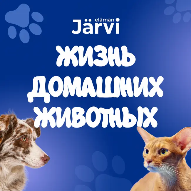Рэгдолл: стоит ли заводить? Уход, характер и цена породы