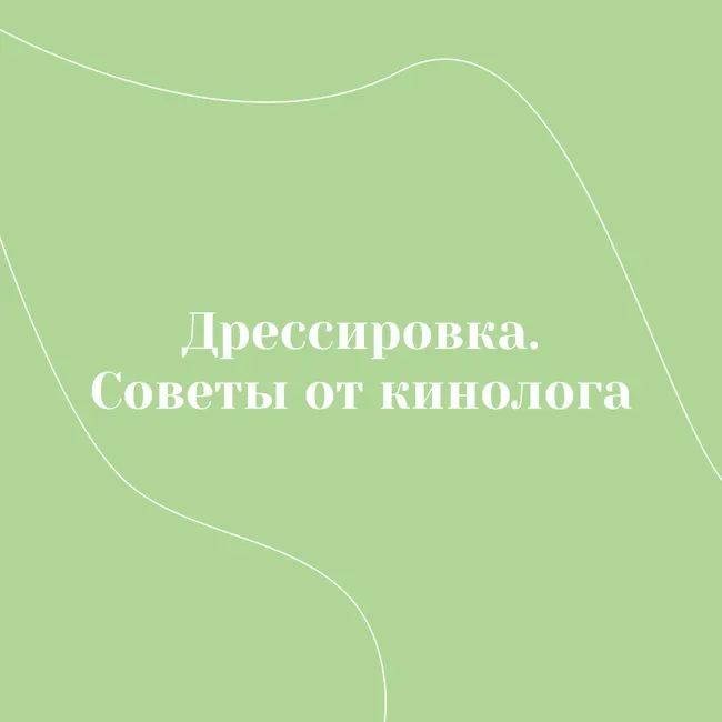 Дрессировка. Советы от кинолога