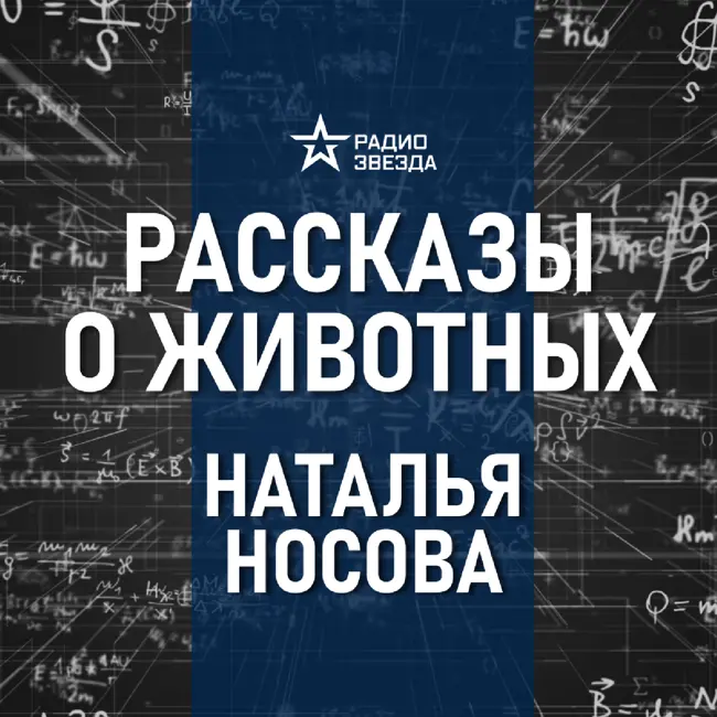 Почему белки умирают, не дожив до весны? Лекция биолога Натальи Носовой