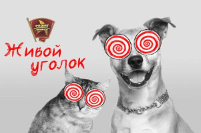 Кого дороже содержать: кошек или собак?