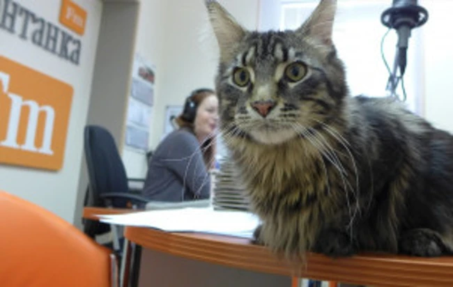 Кошки и коты в нашей жизни — рассказывает кот Хэмингуэй (280)