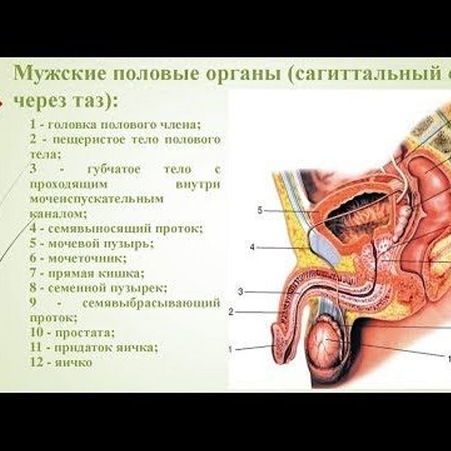 Анатомия мужских органов