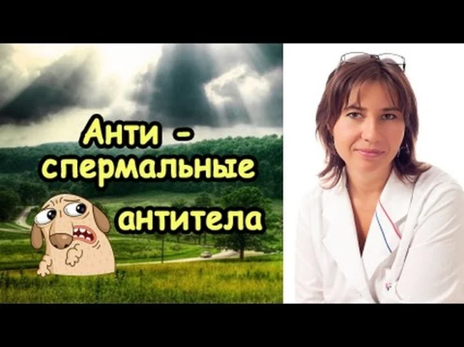 Антиспермальные антитела