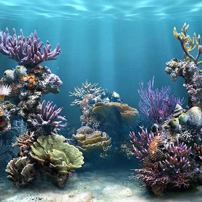 Удивительные обитатели океана