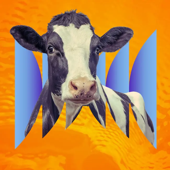 The Resistance of a Cow