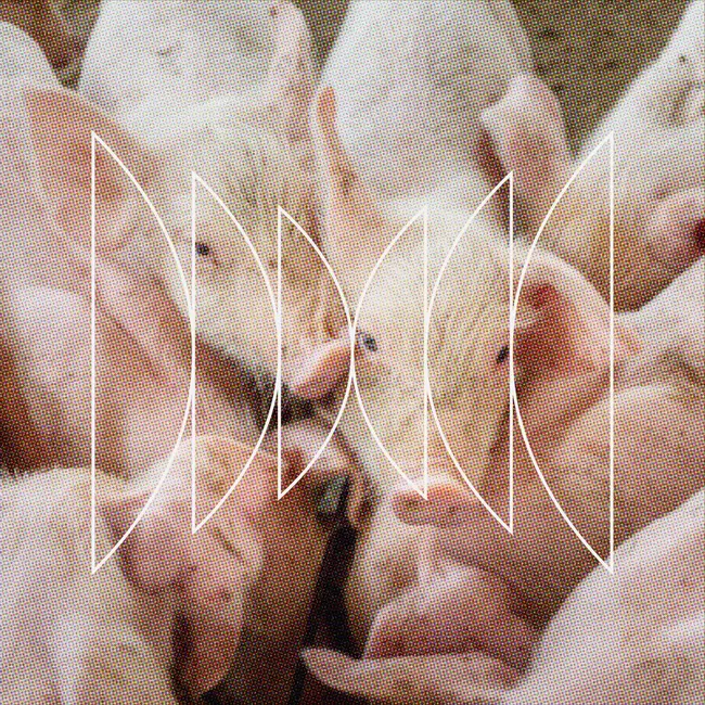 What is a Pig Worth?