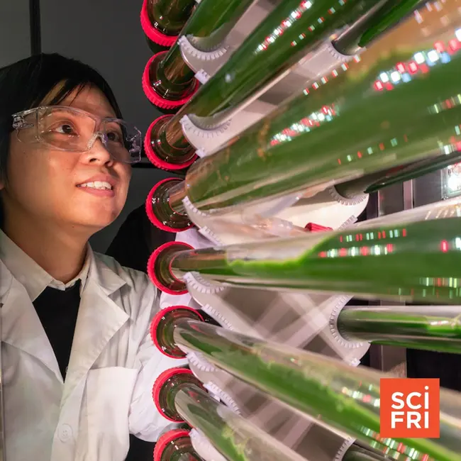 Can algae help pull microplastics out of our water supply?