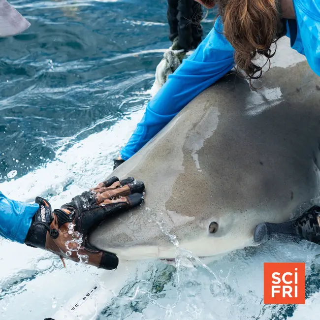 Tracking shark populations, one shark at a time