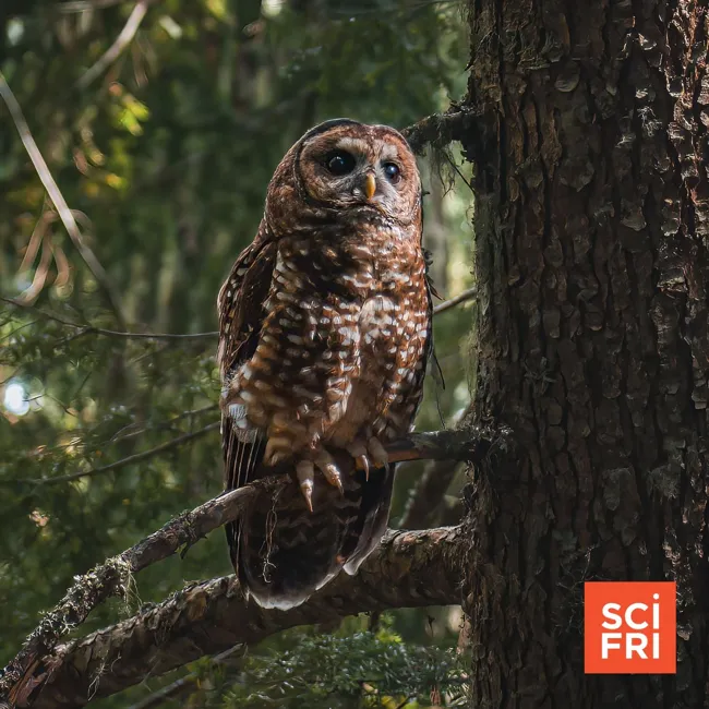 A Startling Plan To Save Spotted Owls—From Barred Owls