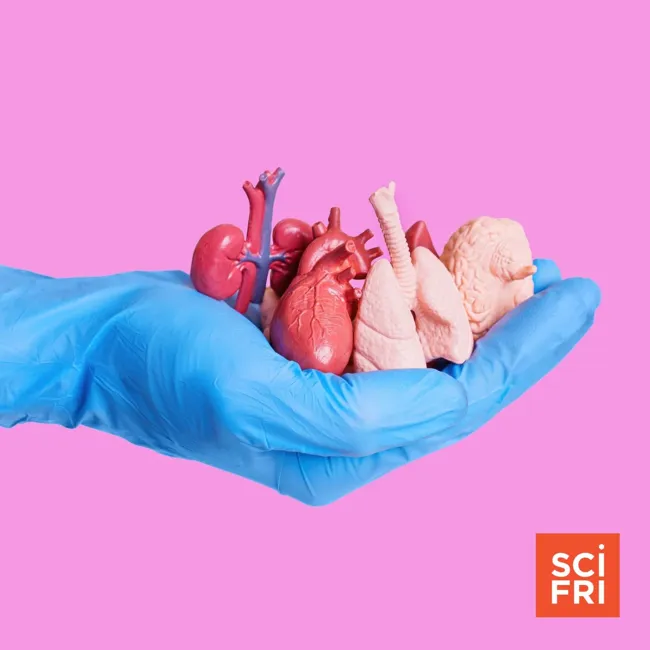 The Science Of Replacing Body Parts, From Hair To Hearts