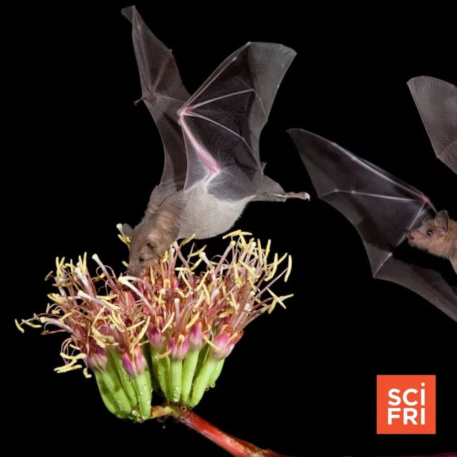 A Toast To Bats That Pollinate Agave, And Tracking Monarchs