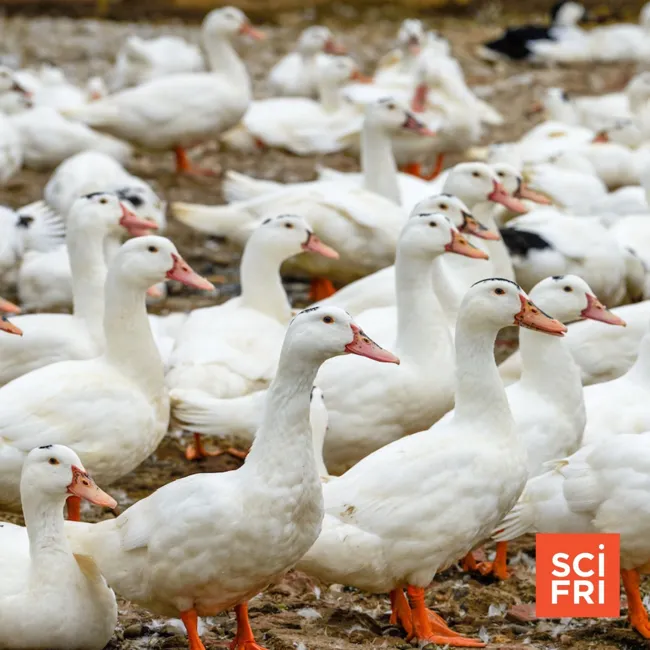 Strain Of Bird Flu Discovered In California | Understanding Bipolar Disorder Through The Genome