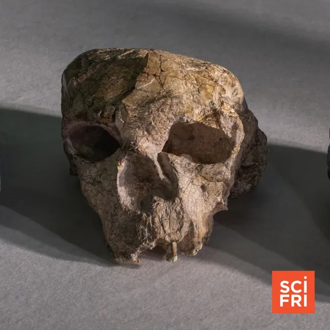 Anthropologists Have A Bone To Pick With New Skull Finding