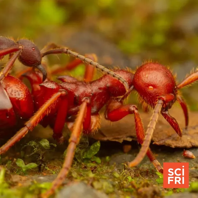 How A Woodpecker Pecks Wood, And How Ants Crown A Queen