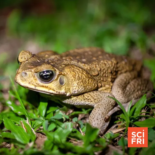 How Cannibalistic Tadpoles Could Curb Invasive Cane Toads